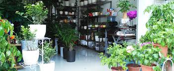 綠植租擺怎么注冊公司？