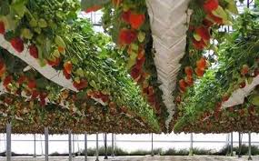 生態(tài)農(nóng)業(yè)公司注冊條件有哪些？