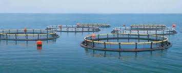 養(yǎng)殖公司怎么注冊？（最詳細(xì)申請流程分享）