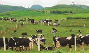 養(yǎng)殖注冊公司起什么名字好？（養(yǎng)殖企業(yè)名字大全）