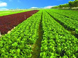 農(nóng)資公司怎么注冊(cè)？（公司申請(qǐng)流程）